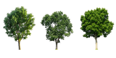 Big trees standing growth collections isolated on white background.AI GENERATED