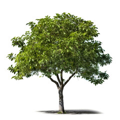 Lush green tree isolated on white background.