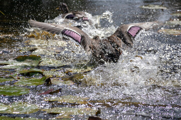 Obraz premium a duck lands with outstretched wings in the water between water lily leaves