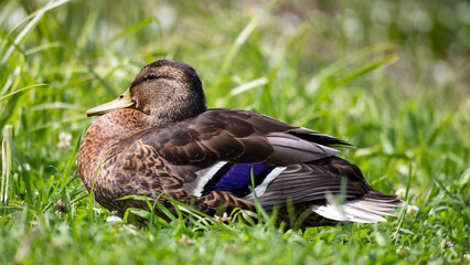 
Close-up of a duck in green grass