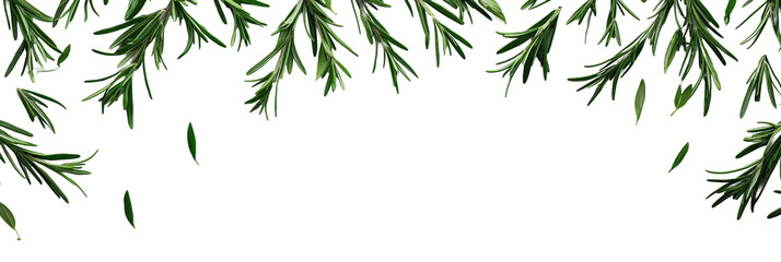 Fototapeta premium Green Pine Branches with Falling Leaves Background Isolated on transparent background
