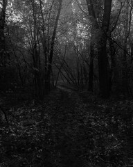 Fototapeta premium Surreal road in the woods, fantastic rainy forest, Black metal, dark spooky nature, horror atmosphere