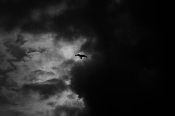 Fototapeta premium One bird opposite the sun in the dark scary sky, bird silhouette in the sky