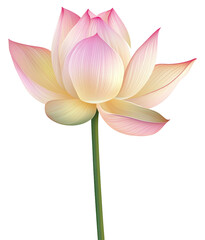 A single flower with a green stem. The flower is pink and yellow. It is a beautiful flower