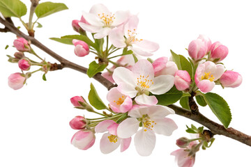 Obraz premium Blossoming branch of apple tree flower on a white background.AI GENERATED