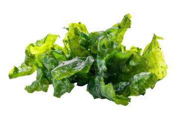 Fresh green seaweed showcases vibrant colors and unique textures in a natural setting