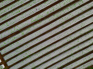 Aerial view of a mulched vegetable farm in Indonesia