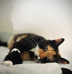 A colored cat looking at camera lounges comfortably on a white background in sunlit room. Portret a cat. Deeply focused on the camera. Isolated on a white background.