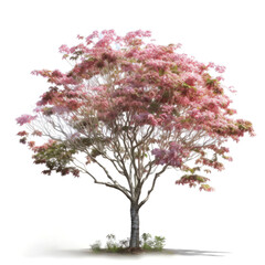 Obraz premium Pink flowering tree isolated on white.