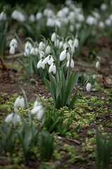 Obraz premium Close-up of spring snowdrops in a flowerbed.