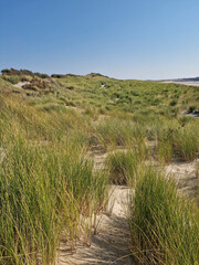 Sandy dunes vovered with Marram grass (Ammophila arenaria), Burgh-Haamstede, Zeeland, Netherlands
