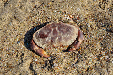 Edible crab or Brown crab (Cancer pagurus) partly burried on sandy beach, Zeeland, Netherlands