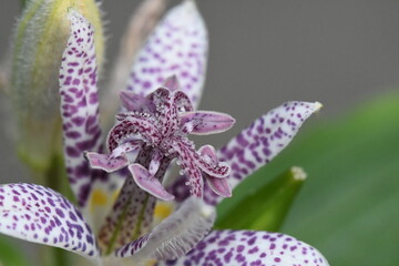 Selective focus shot of a japanese toad lily (Tricyrtis hirta) in a garden