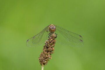 Closeup shot of a dragonfly sitting on a grasstop