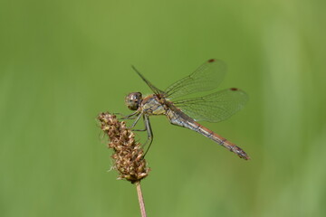Closeup shot of a dragonfly sitting on a grasstop
