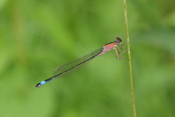 A closeup shot of a female juvenile blue-tailed damselfly or common bluetail (Ischnura elegans) sitting on a reed