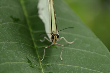 Closeup shot of a butterfly sitting on a plant leaf