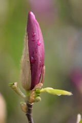 Vertical shot of water droplets on a blooming purple Magnolia