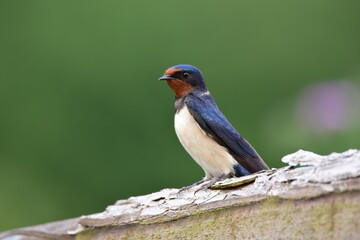 Selective focus shot of a barn swallow (Hirundo rustica) perched on a wooden surface