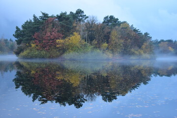 Closeup shot of growing vegetation reflecting in a clear lake on a foggy morning