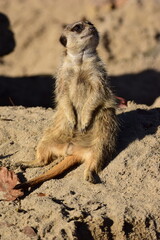 Vertical shot of a cute meerkat in a zoo