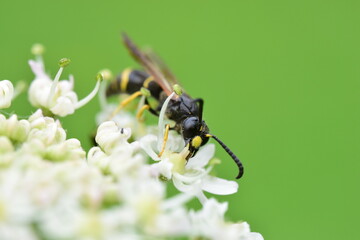 Closeup shot of a wasp (Apocrita) sitting on a flower