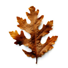 Fototapeta premium Single brown oak leaf isolated on white.