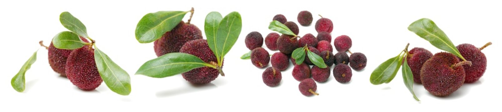 arbutus on a white background