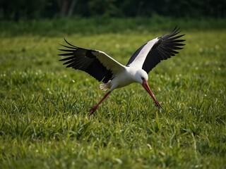 Obraz premium Stork hunting in a lush green field.