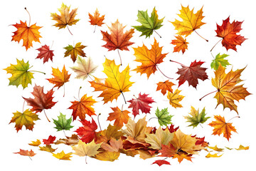 Fototapeta premium Beautifully colored maple leaves in autumn hues, ideal for backgrounds or designs.