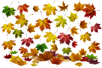 A collection of falling autumn maple leaves, perfect for seasonal visuals.
