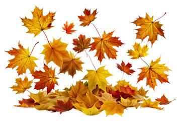 Fototapeta premium Isolated maple leaves showcasing vibrant autumn colors on a transparent background.