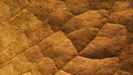 Leaf of Common aspen tree. Complex texture with veins and cells. Macro shot.