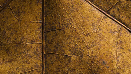 Leaf of Common aspen tree. Complex texture with veins and cells. Macro shot.