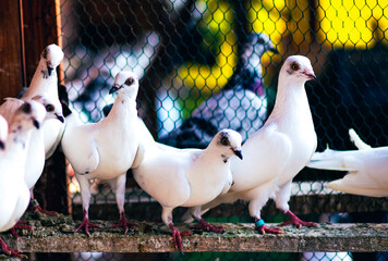 Group of white pigeons with black markings perched on a wooden beam inside a cage, with a vibrant...