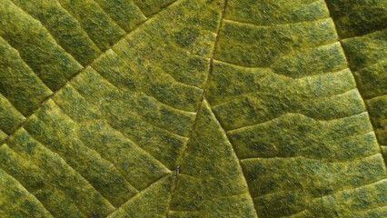 Leaf of common Hazel tree. Complex texture with veins and cells. Macro shot.