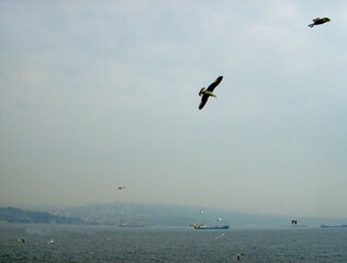 Fototapeta premium A Seagull Flying Alone in the Sky