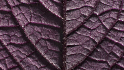 Leaf of Perilla frutescens. Complex texture with veins and cells. Macro shot.