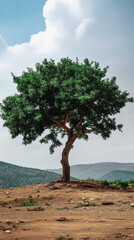 Fototapeta premium Tree Day in Jordan. a lonely tree. A tree in the mountains