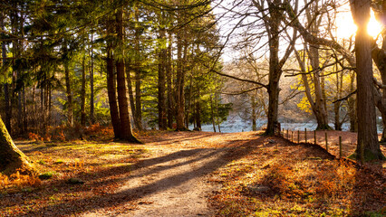 Obraz premium autumn in the forest