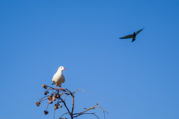 Seagull perched on a branch under a clear blue sky