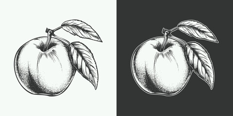 Fototapeta premium Vintage engraving gravure retro style fruit peach illustration