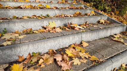 Obraz premium Concrete steps covered in colorful autumn leaves, symbolizing the seasonal change and Thanksgiving ambiance