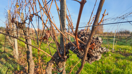 A close-up of dormant grapevines in a vineyard, symbolizing winter in viticulture, highlighting...