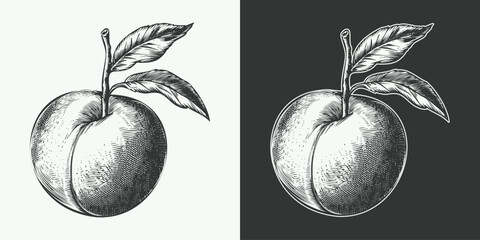 Vintage engraving gravure retro style fruit peach illustration