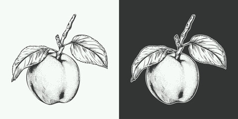 Vintage engraving gravure retro style fruit peach illustration