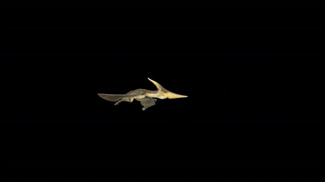 Pteranodon Fly Loop 3D Video Animation