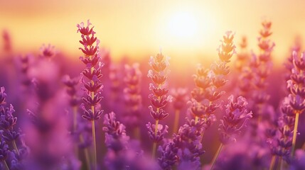 Obraz premium Sunset over a field of blooming lavender flowers.