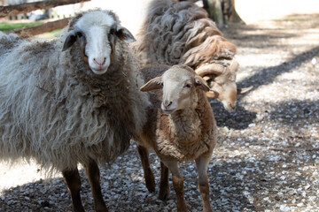 Fototapeta premium ram and sheep on a farm