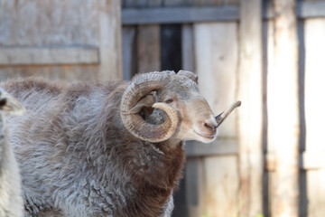 ram on a farm